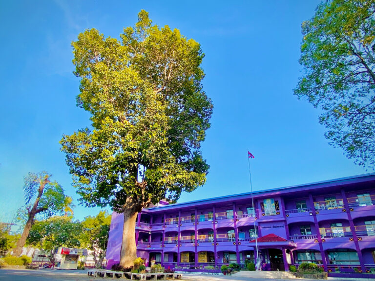 ต้นยางนา ต้นไม้ประจำโรงเรียน AMC